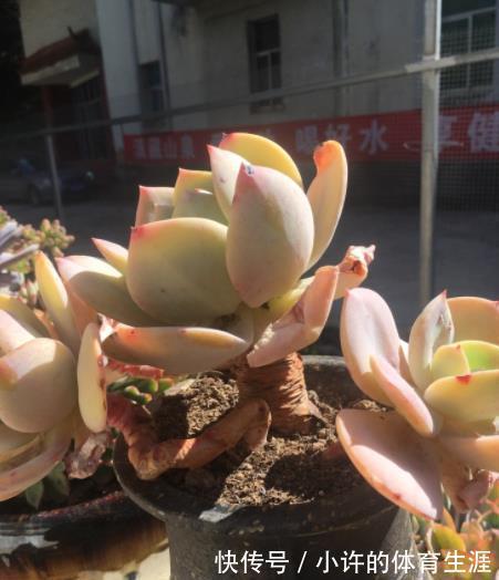 多肉白凤有个小机关，及时打开长势好，轻松养成悬崖桩