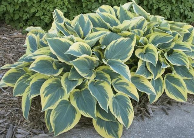 光照|家里花草容易“干尖”4个原因要知道,用3个方法能预防