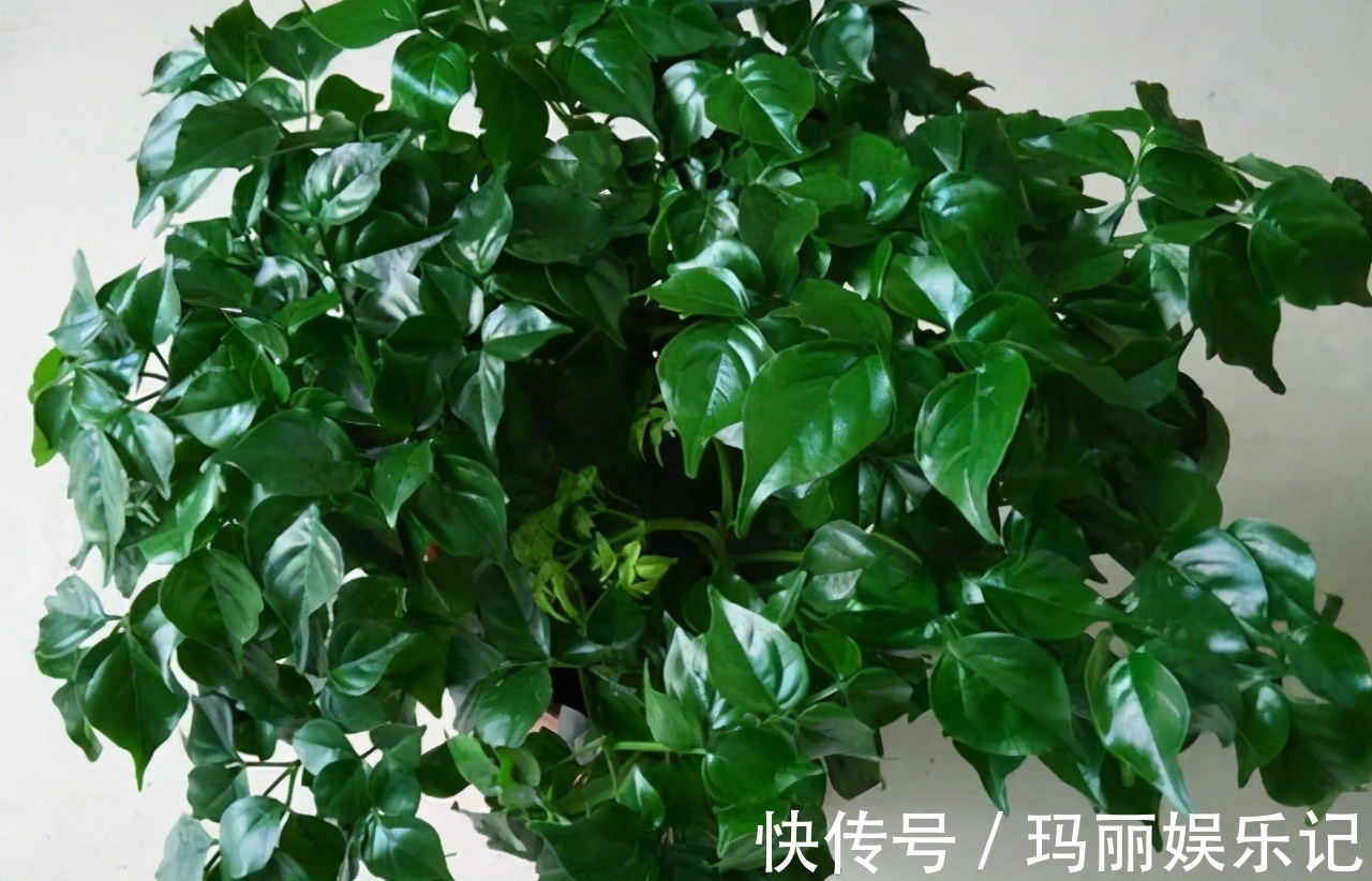 客厅养开花植物不合适,养3种绿叶树,不仅寓意好,还能净化空气