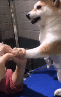 |搞笑GIF： 你可能永远不知道 长发女孩脸到底能有多大