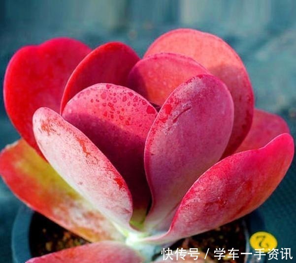 多肉植物|8种多肉很普通,只要多见太阳,个个变成红颜色,人见人爱!