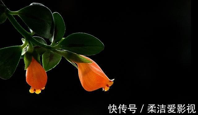 招财树|这几种花儿既漂亮又好养,寓意又吉祥,养在家中,何乐而不为呢?