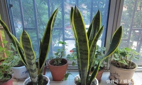 这“4种”绿植,卧室放一盆,助力好睡眠,轻松一整天!