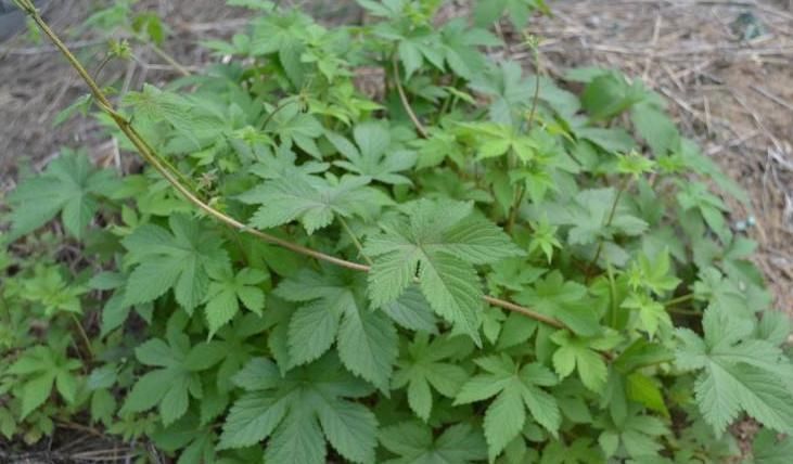 功效|农村这种“害草”具有清热解毒、消肿利尿的功效