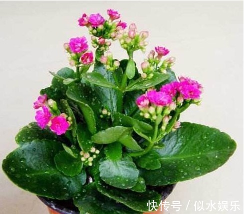 以下这“3种花”,就是喜欢“水”,蹿叶蹿不停,“易爆盆”