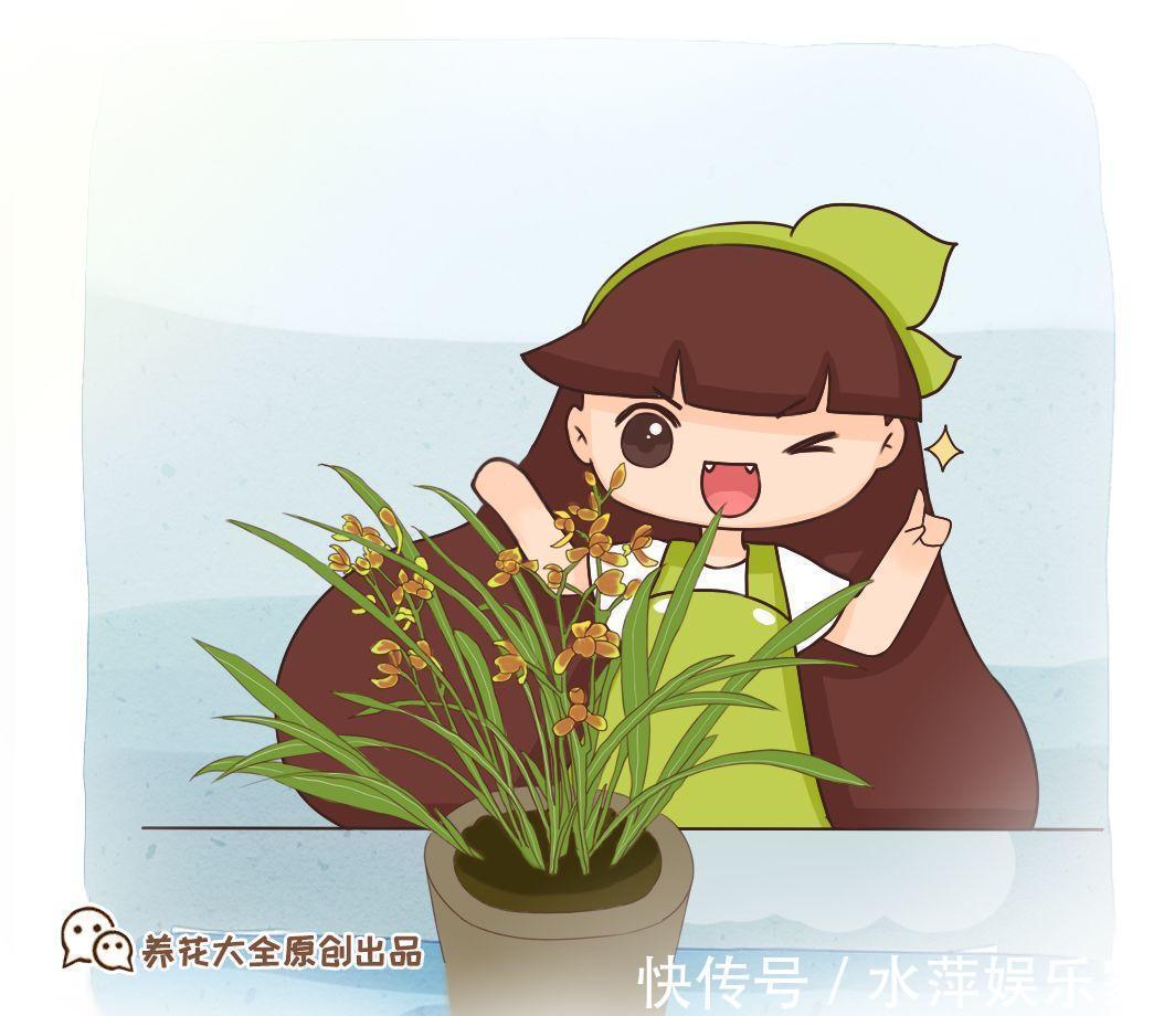 水仙瓣|8种兰花,最适合新手养,好活好开花关键还便宜!