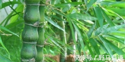 原来这6种竹子也可以把玩,盘后效果也是非常喜人的