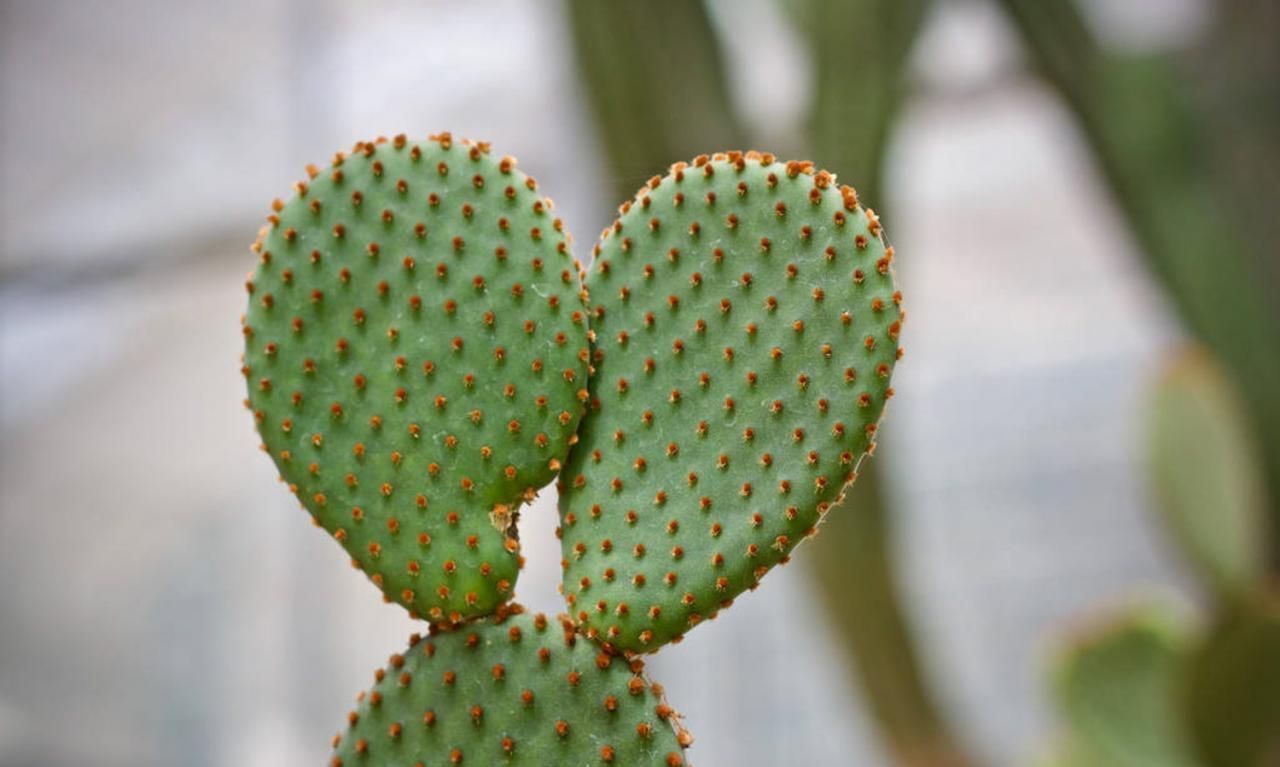 养花,提供一个适宜的生长环境才能生长开花结果