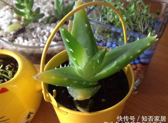 叶片|5种花在夜间“呼吸”,适合放在卧室内,可净化废气,对睡眠好