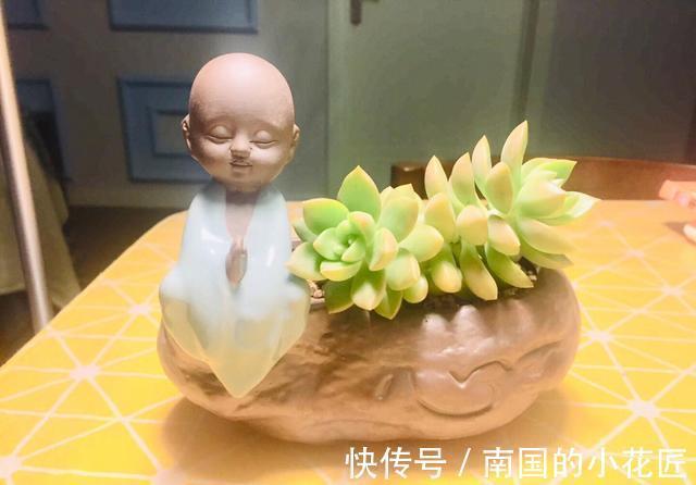 紫乐|4种多肉徒点没关系,很适合养成悬崖桩