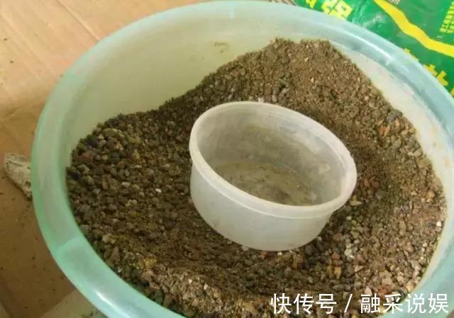1把沙子撒盆里，土不板结根不烂，叶不黄小飞虫也没了！