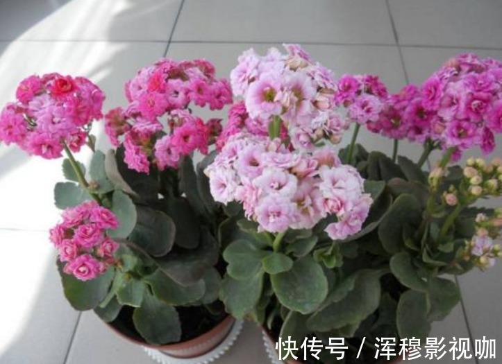 虎皮兰|家中常养5种花“不用买”掐个枝条插土里就能活,7天就生根!