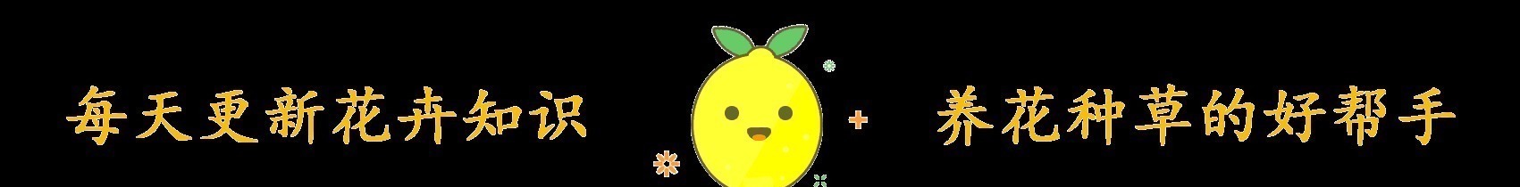 门口养了一棵“气派花”，生命力强很养眼，寓意好能镇宅