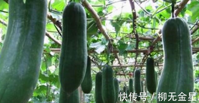 大鱼大肉|假期里吃大鱼大肉，也要吃这菜，简单一蒸6分钟上桌，好吃还刮油！