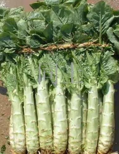 膳食纤维|明日末伏，记得多给家人吃“这4宝”，顺应时节，精神饱满一整年