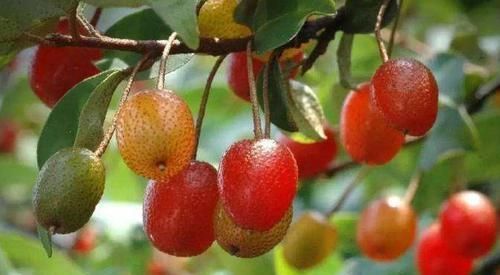 农民|农村一种野果子,农民当水果吃,却不知道它是止咳润肺的一大良药