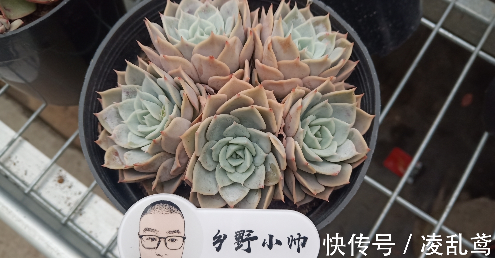 多肉叶插,掌握好这6个关键,成活率99%,你做对了吗?