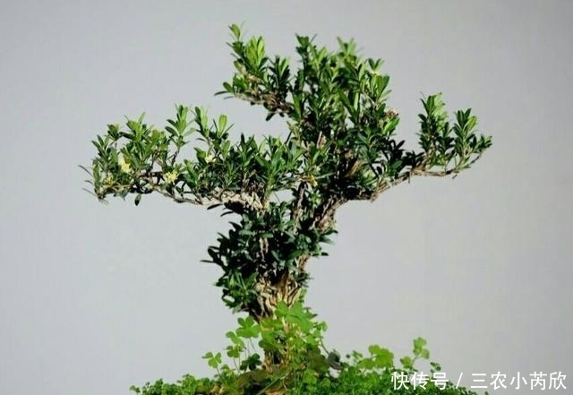 黄杨品种那么多, 你知道制作盆景用哪种吗?