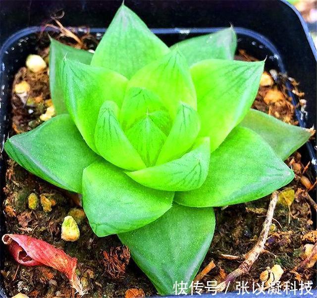 朋友养多肉年年挂一半,只用了1招,饱满水灵,度夏越冬超简单