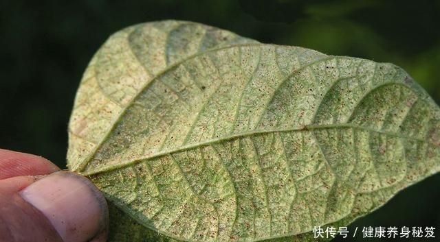 月季红蜘蛛不用药也能治家有小孩不用药,红蜘蛛全部死翘翘!