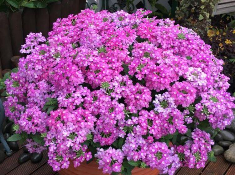 聪明人都养几种花，净化空气，比牡丹美，比绿萝好养！