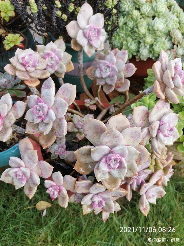 拈花一笑为红颜,无奈雨霾非吾恋