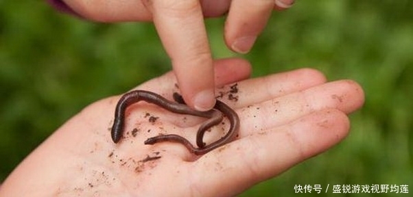 蚯蚓的挂钩方法不同，垂钓的效果有很大差别