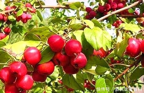 海棠树上结的果实有什么作用 能吃吗 快资讯