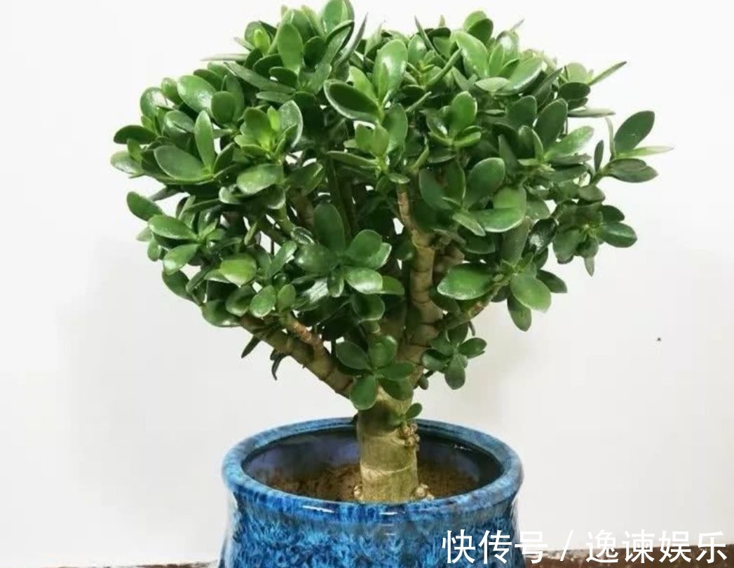 玉树|2种植物长得快，三五年养成老桩，越养越值钱