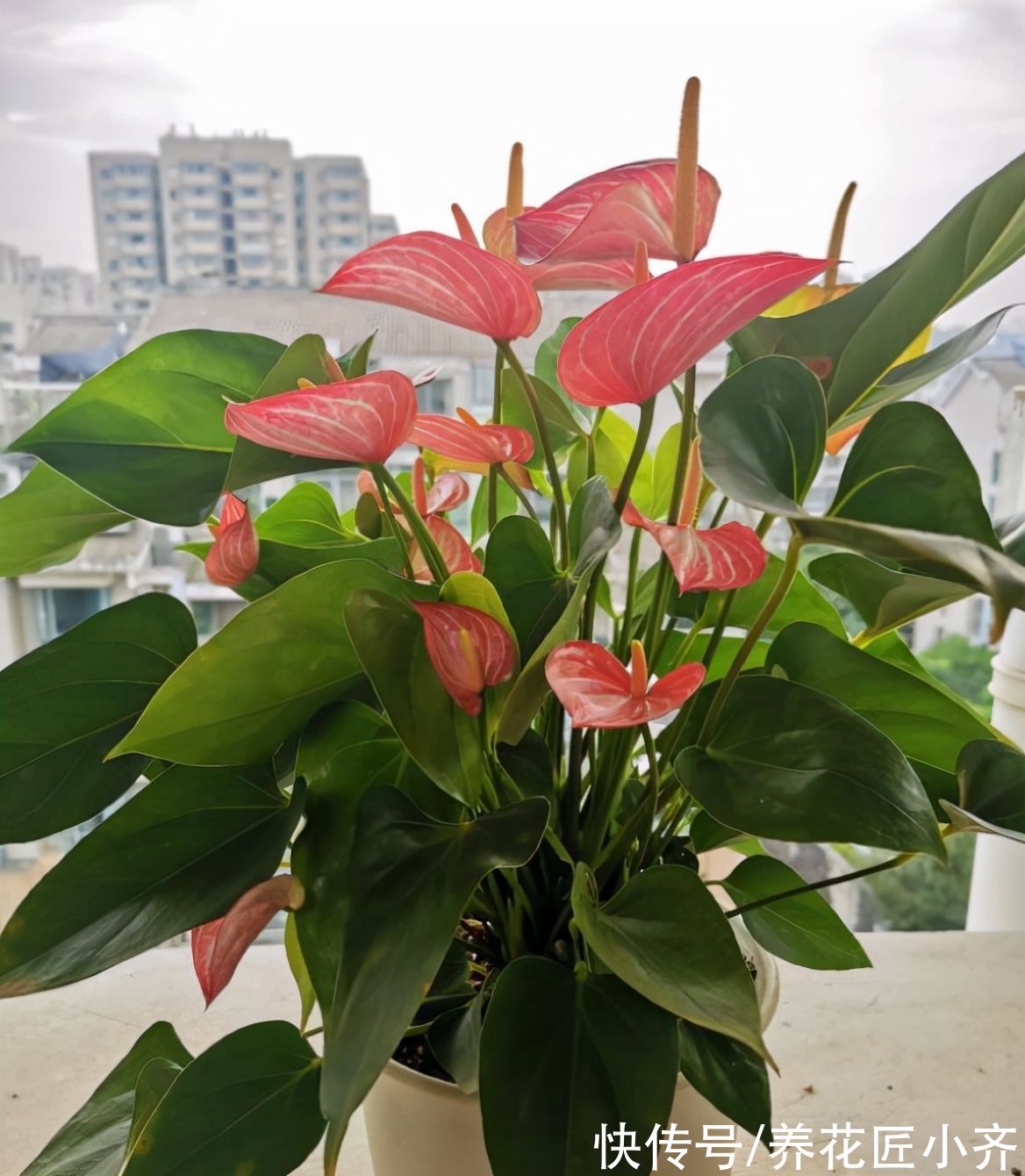 红掌花期长寓意好,家中注意4点,叶片绿的发亮,红花接连开放