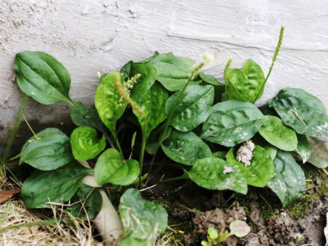 对症治疗|前列腺炎的天然“克星”，经常吃点，杀菌消炎，帮你找回男人尊严