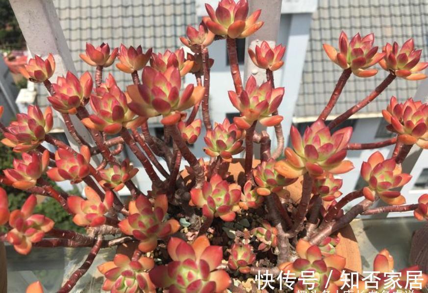 多肉长新叶，老叶片不消耗，原因大概有3种，能保证两点就别管它