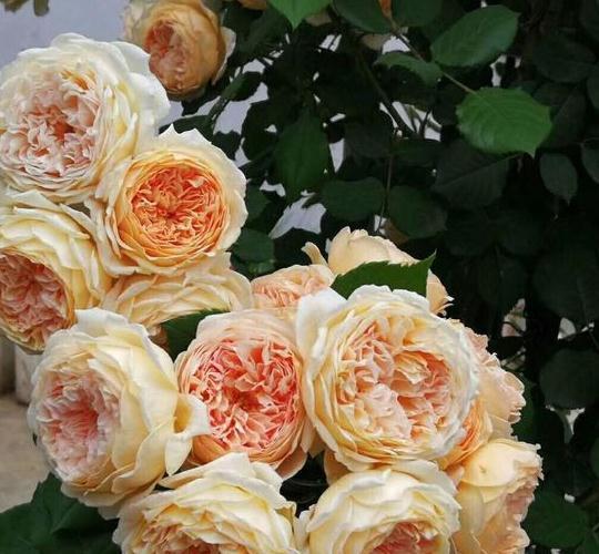 要想月季开爆花，只需4招，来年月季变成绣花球