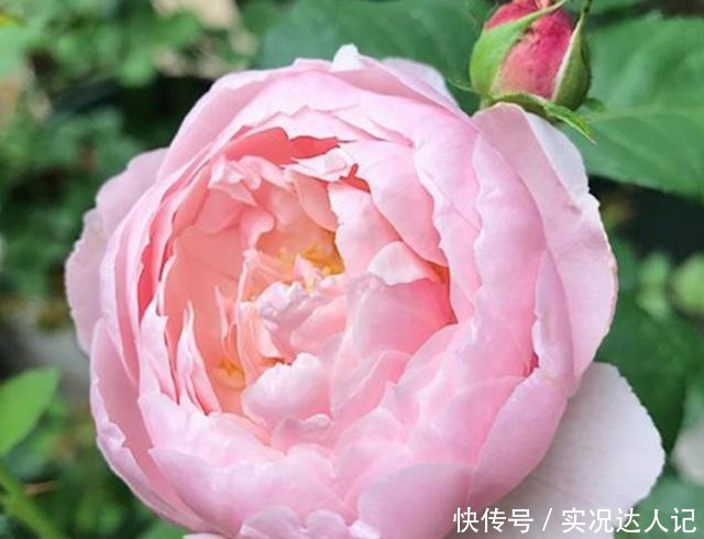 “蚜虫”铺满了月季,拿什么消灭教你4个小方法,很快就消灭光!