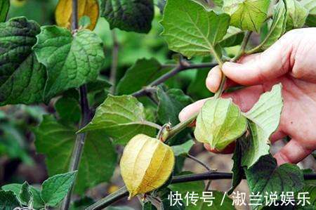 营养成分|女人想要变美不妨常食此果,每天一个,美容养颜,吃到就是捡到宝