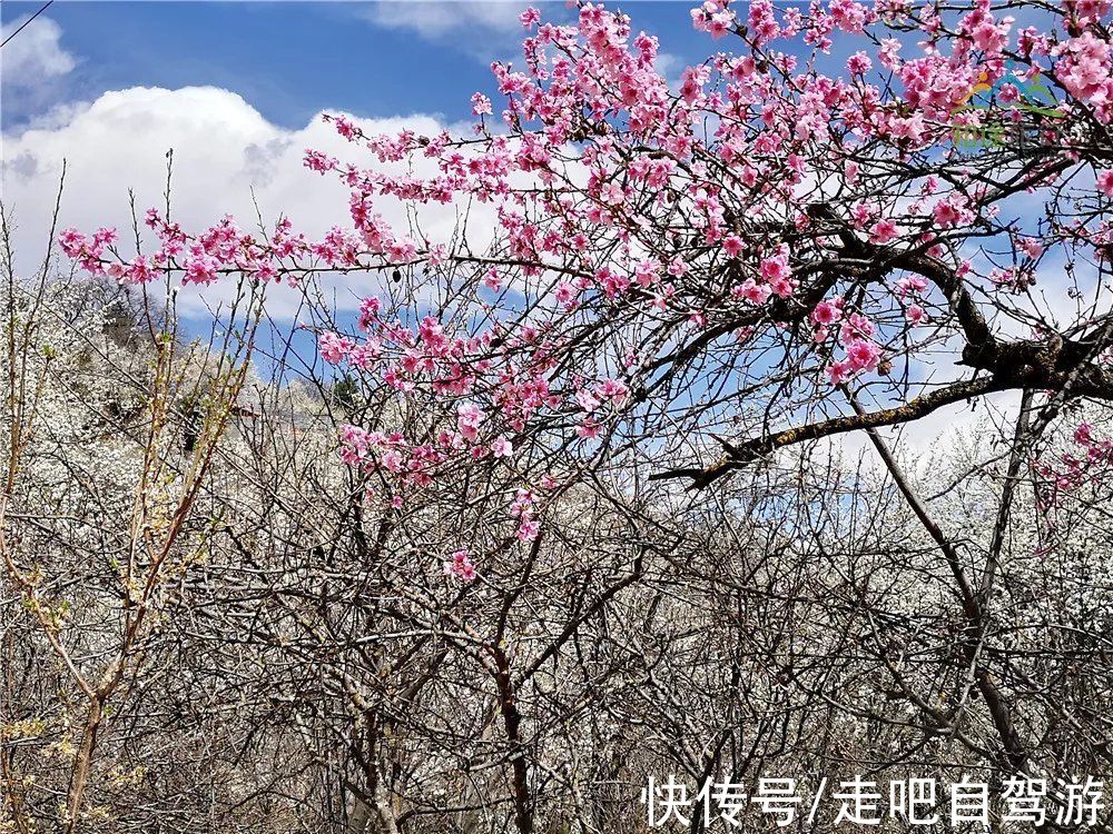 神仙包|春天第一站就去这里！醉春天之川西花海、雪山、冰湖七天之旅