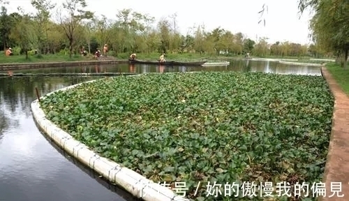 作为观赏植物引入的水葫芦,一度泛滥成灾,现在为何变得少见了?