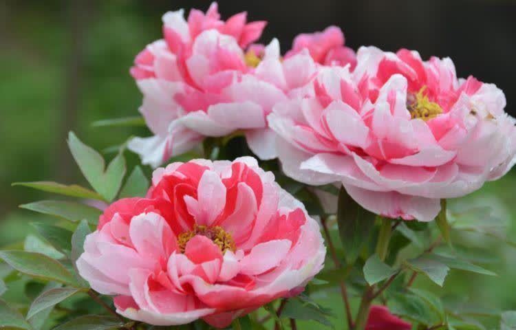 一种漂亮又好养的盆栽绿植，一片叶子就能活，一年四季花开不断