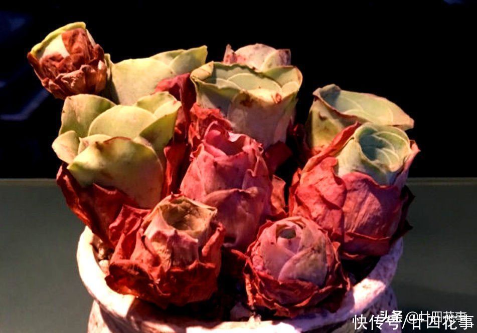 多肉|2种多肉“睡美人”，“梦中”度夏，休眠更美，值得拥有