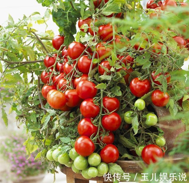 阳台种菜，种3种速生菜，30天就采摘，叶子肥嫩，硕果累累