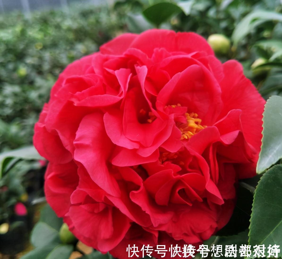 长势|忘了月季吧,此花更好看,皮实又耐寒,香味清新惹人爱