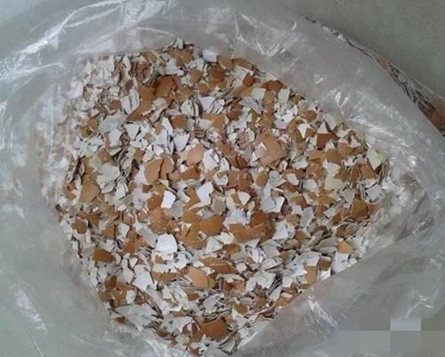 凤凰衣|扔鸡蛋壳等于往外扔钱！四大神奇外用，尤其是第一个，太管用了