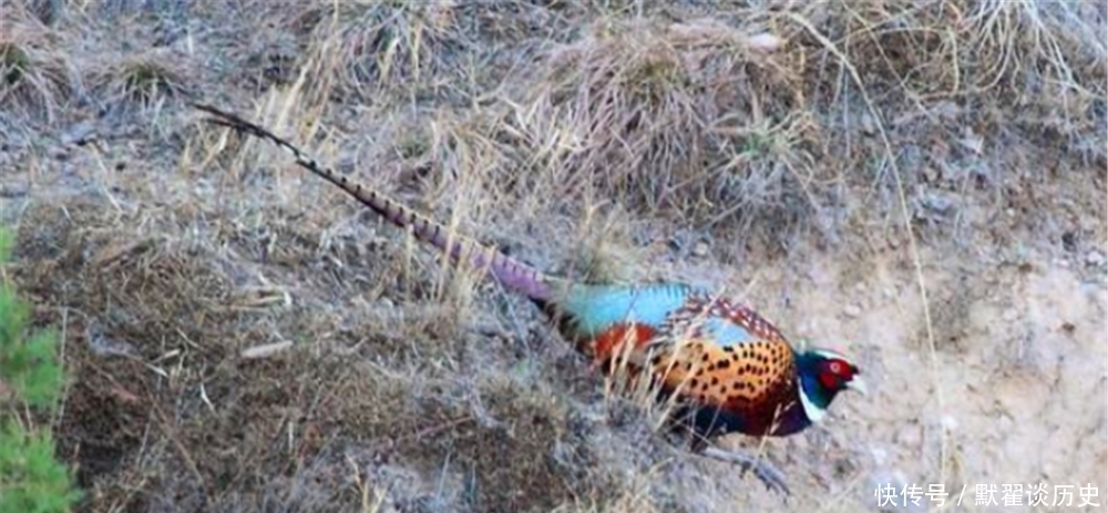 上山|农村俗语“上山甲鱼,下山野鸡不能碰”是啥意思?有道理吗?