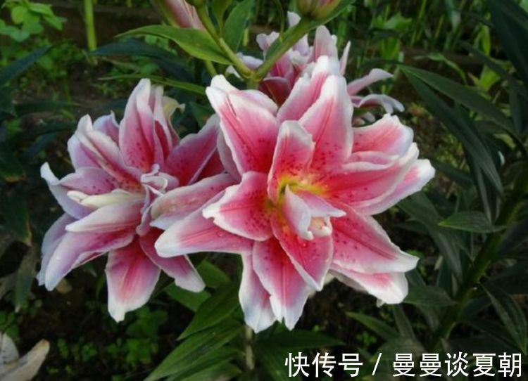 美极了|自带“贵气”的几种花，花大色艳，花香易打理，养在客厅美极了