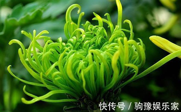 喜欢菊花，不如养盆“菊中珍品”绿朝云，花似惊鸿起舞，碧洁如玉