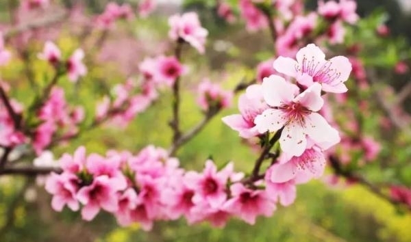 薰衣草|又是一年赏花季!乱花渐欲迷人眼,教你分清谁是谁