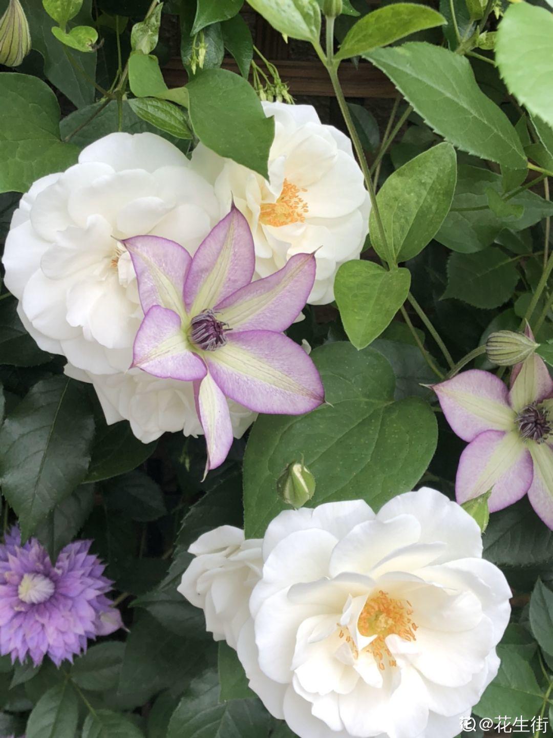 1个塑料瓶,居然有8种养花方法,省钱又好用!