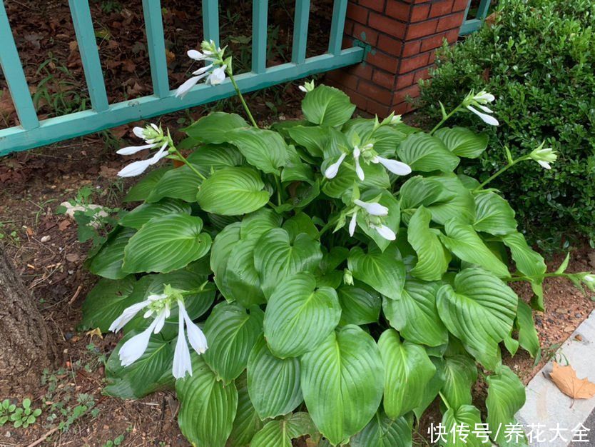 院子里的阴凉角落，可以种些耐阴花，长得更旺盛