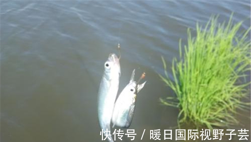 夏季|夏季野钓,遇上杂鱼疯狂闹窝,你会如何处理?是收杆还是继续守?