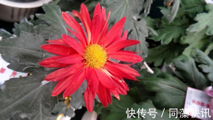 喜欢养菊,就养盆“精品菊花”富贵菊,花开艳丽多姿,寓意美好